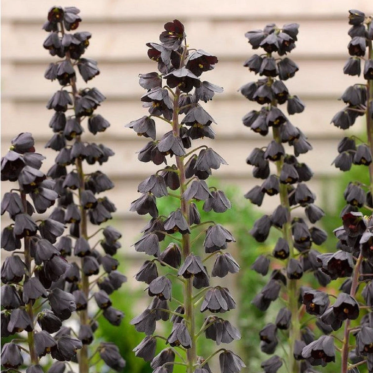 Řebčík perský Adiyaman - Fritillaria persica - cibule řebčíku - 1 ks