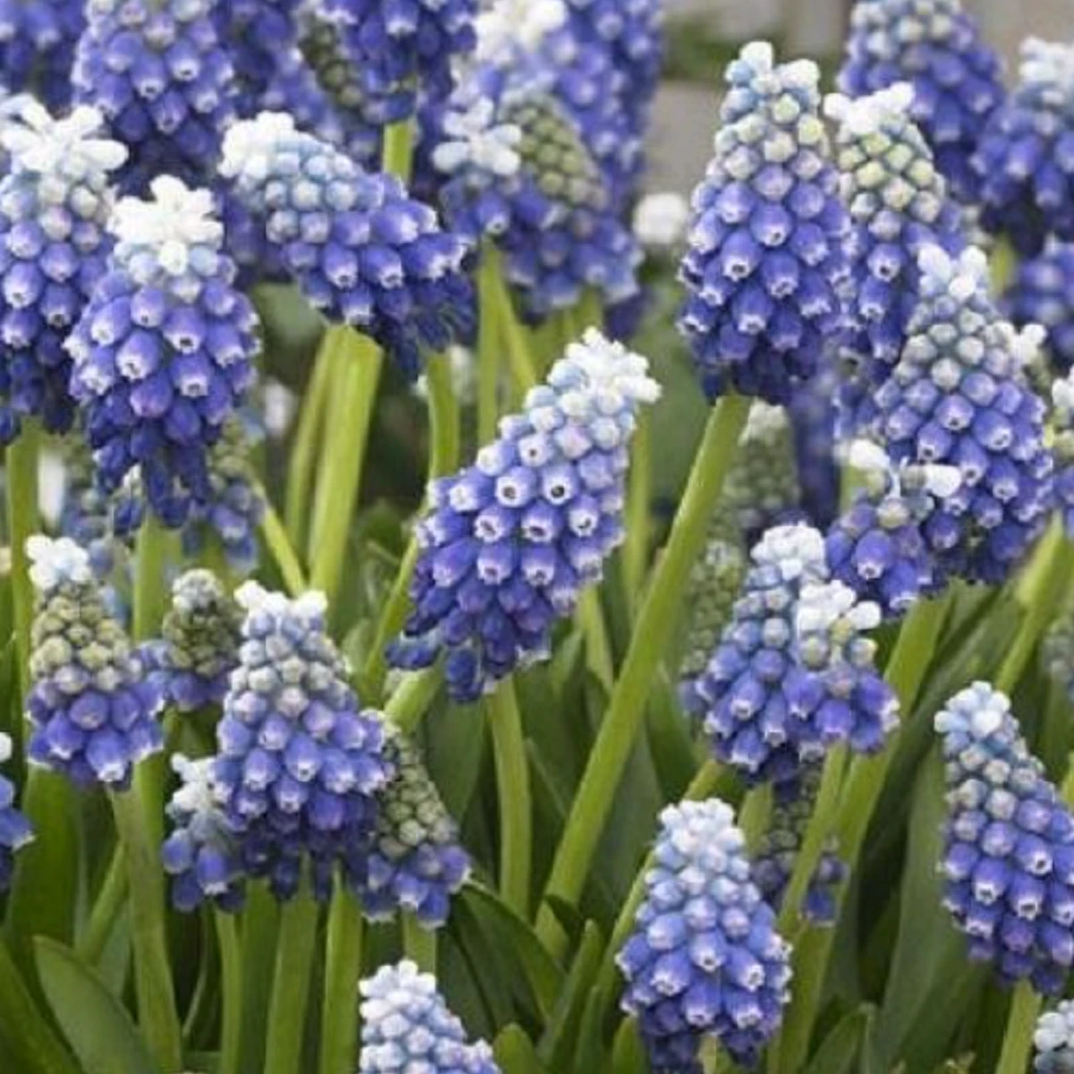 Modřenec Touch of snow - Muscari armeniaca - cibule modřence - 5 ks