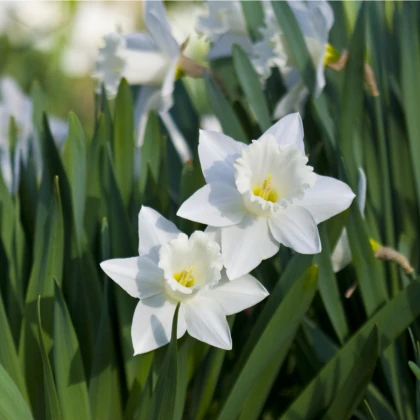 Narcis Tresamble - Narcissus - cibule narcisu - 3 ks