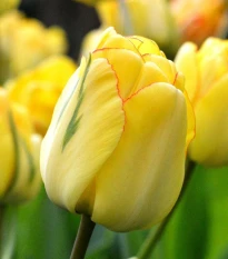 Tulipán plnokvětý Akebono - Tulipa - cibule tulipánu - 3 ks