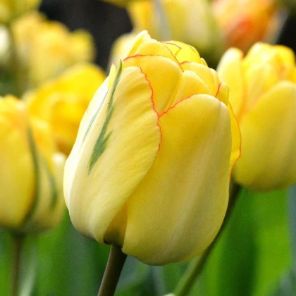 Tulipán plnokvětý Akebono - Tulipa - cibule tulipánu - 3 ks