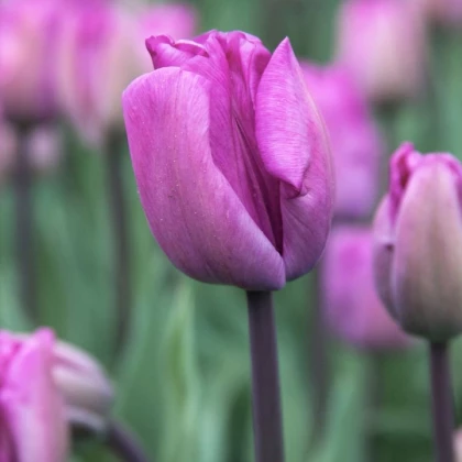 Tulipán Blue Aimable - Tulipa - cibule tulipánu - 3 ks