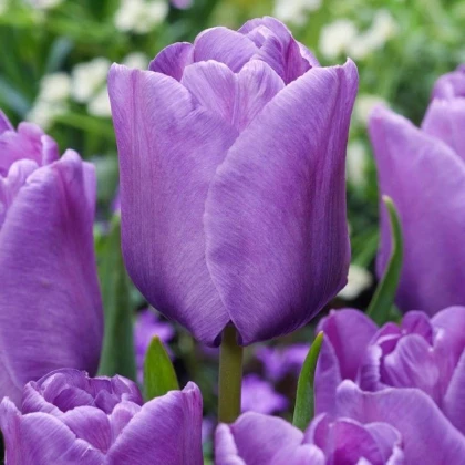 Tulipán Blue Aimable - Tulipa - cibule tulipánu - 3 ks