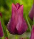 Tulipán Merlot - Tulipa - cibule tulipánu - 3 ks