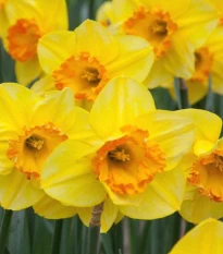 Narcis Early Flame - Narcissus - cibule narcisu - 3 ks