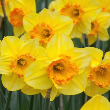 Narcis Early Flame - Narcissus - cibule narcisu - 3 ks