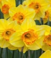 Narcis Early Flame - Narcissus - cibule narcisu - 3 ks