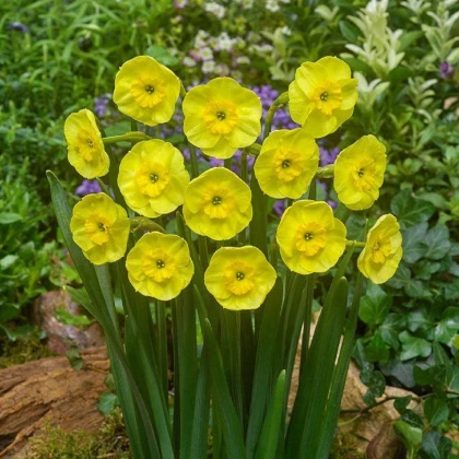 Narcis Sun Disc - Narcissus jonquilla - cibule narcisu - 3 ks