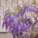 Vistárie čínská - Wisteria sinensis - semena vistárie - 2 ks