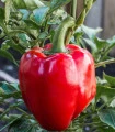 Paprika Roberta F1 - Capsicum annuum - semena papriky - 6 ks