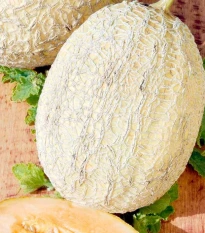 Meloun Emir F1 - Cucumis melo - semena melounu - 6 ks