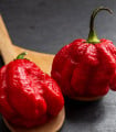 Chilli Trinidad Scorpion Butch - Capsicum chinense - semena chilli - 5 ks