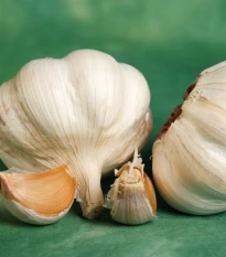 Sadbový česnek Vekan - Allium sativum - paličák - 1 balení