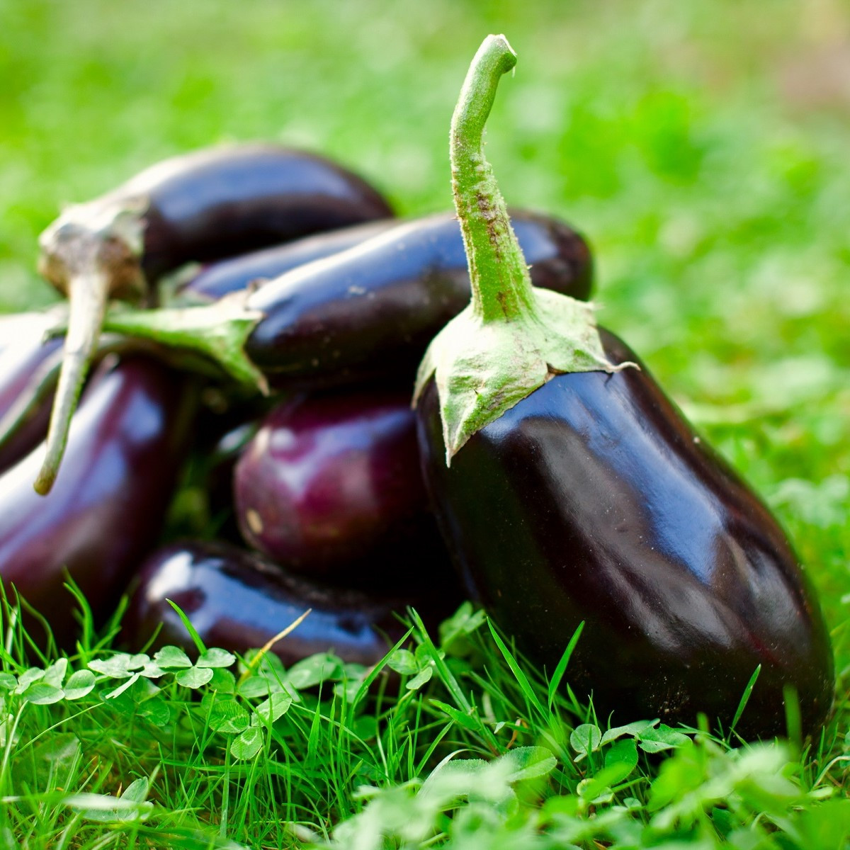 Lilek vejcoplodý český raný - Solanum melongena - semena lilku - 100 ks