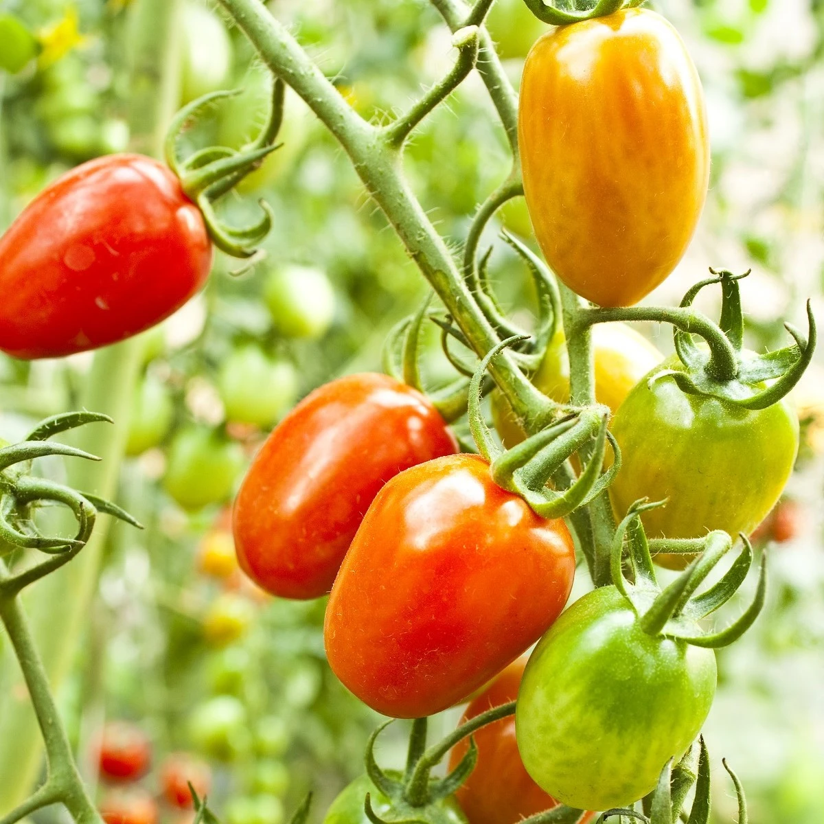 Rajče Radana - Solanum lycopersicum - semena rajčete - 15 ks