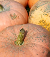 Tykev Australian Butter - Cucurbita maxima - semena tykve - 5 ks