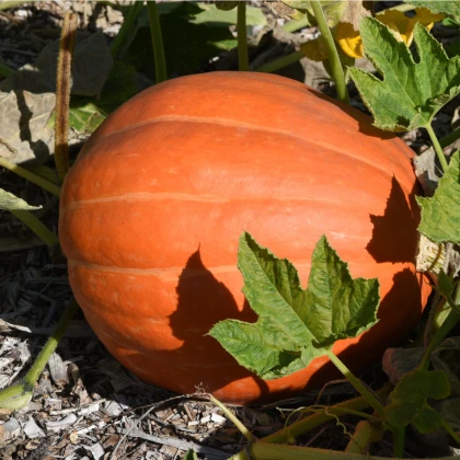 Tykev Golden Delicious - Cucurbita maxima - semena tykve - 5 ks