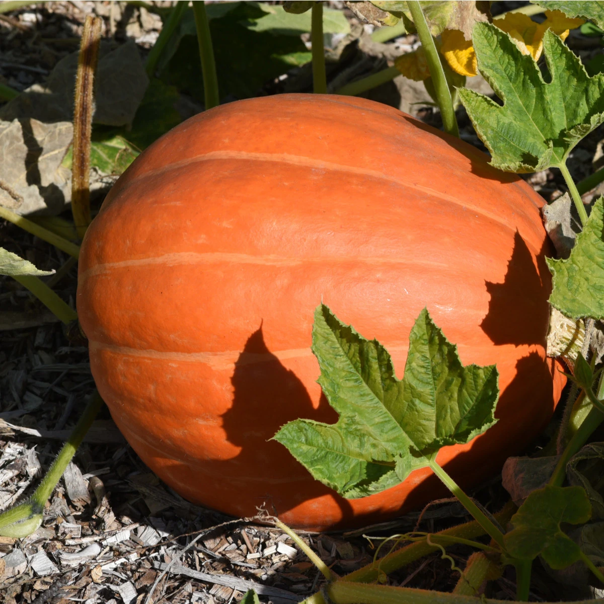 Tykev Golden Delicious - Cucurbita maxima - semena tykve - 5 ks