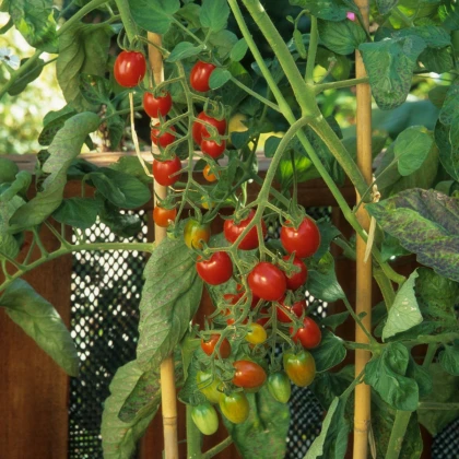 Rajče Sweetie - Solanum lycopersicum - semena rajčete - 6 ks
