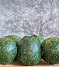 Cuketa Eight Ball F1 - Cucurbita pepo - semena cukety - 4 ks