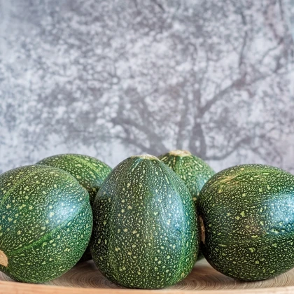 Cuketa Eight Ball F1 - Cucurbita pepo - semena cukety - 4 ks