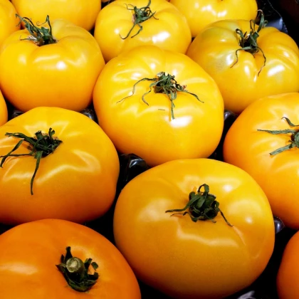 Rajče Azoychka - Solanum lycopersicum - semena rajčete - 8 ks