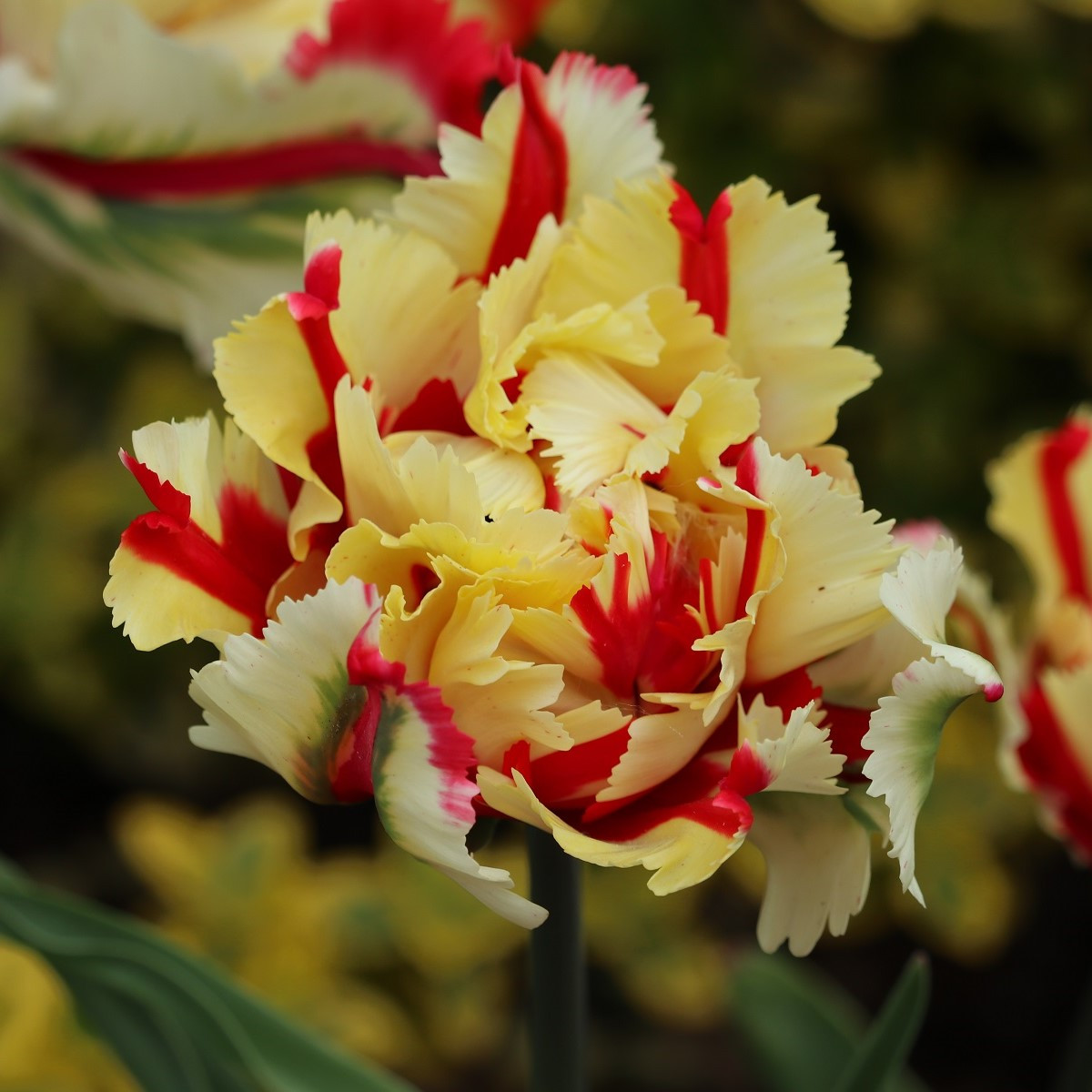 Tulipán Flamming Parrot - Tulipa - cibule tulipánu - 3 ks