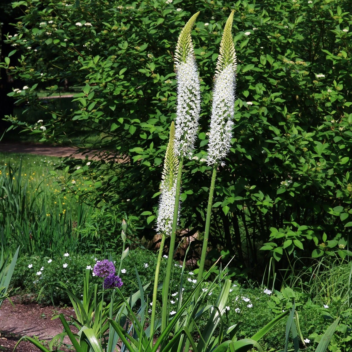 Liliochvostec himalájský - Eremurus himalaicus - hlízy liliochvostce - 1 ks