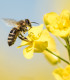 Vytrvalé květy pro včely - semena Planta Naturalis - směs - 10 g