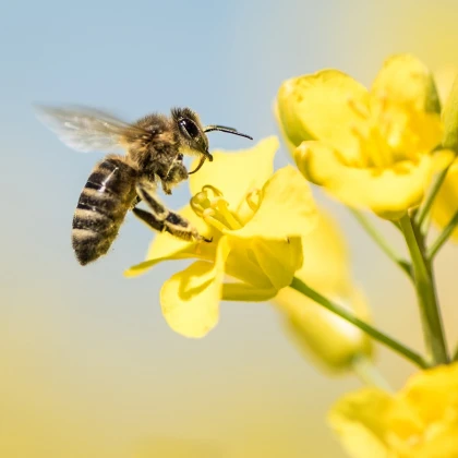Vytrvalé květy pro včely - semena Planta Naturalis - směs - 40 g