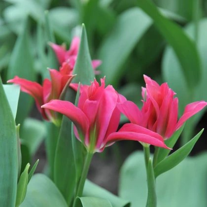 Tulipán Dolls Minuet - Tulipa - cibule tulipánu - 3 ks