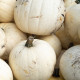 Dýně Moonshine F1- Cucurbita pepo - semena dýně - 12 ks