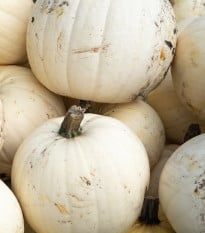 Dýně Moonshine F1- Cucurbita pepo - semena dýně - 12 ks