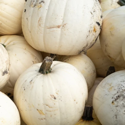 Dýně Moonshine F1- Cucurbita pepo - semena dýně - 12 ks