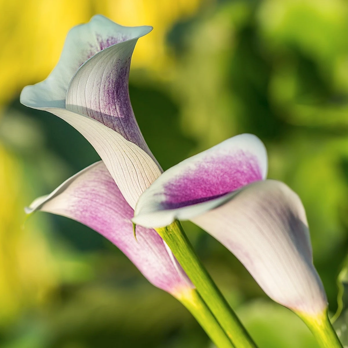 Kala Picasso - Zantedeschia - hlízy kaly - 1 ks