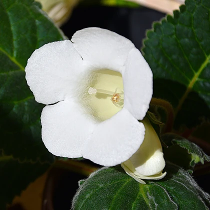 Gloxiníe Mont Blanc - Sinningia - hlízy gloxínie - 1 ks