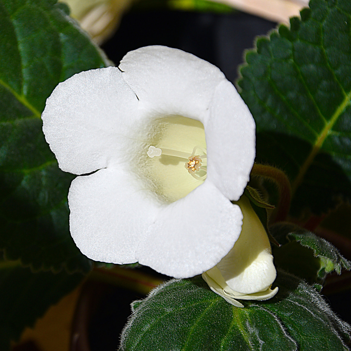 Gloxiníe Mont Blanc - Sinningia - hlízy gloxínie - 1 ks