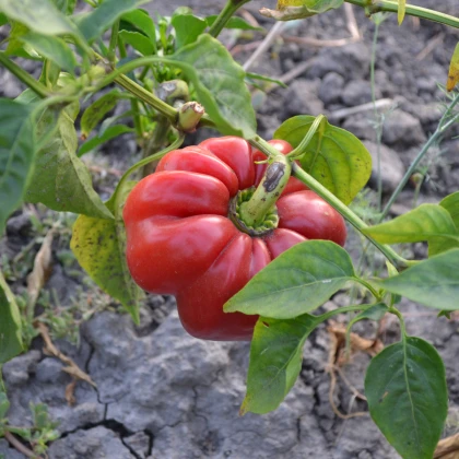 Paprika rajčatová Szuszanna - Capsicum annuum - semena papriky - 7 ks