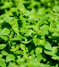Oregano Paula - Origanum vulgare - semena oregana - 150 ks
