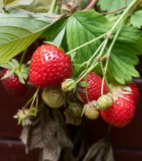 Jahodník Korona - Fragaria ananassa - prostokořenné sazenice jahodníku - 5 ks