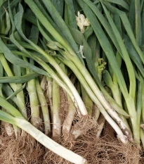 Pór zimní Titus - Allium porrum - semena póru - 200 ks