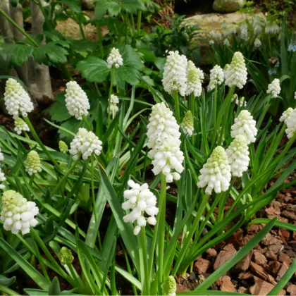 Modřenec White Magic - Muscari aucheri - cibule modřence - 5 ks