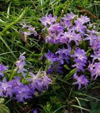 Ladonička Violet Beauty - Chionodoxa luciliae - cibule ladoničky - 5 ks