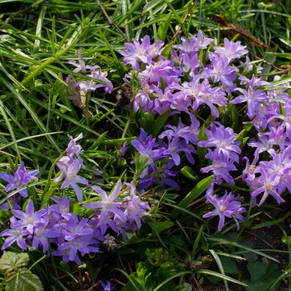 Ladonička Violet Beauty - Chionodoxa luciliae - cibule ladoničky - 5 ks