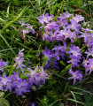 Ladonička Violet Beauty - Chionodoxa luciliae - cibule ladoničky - 5 ks