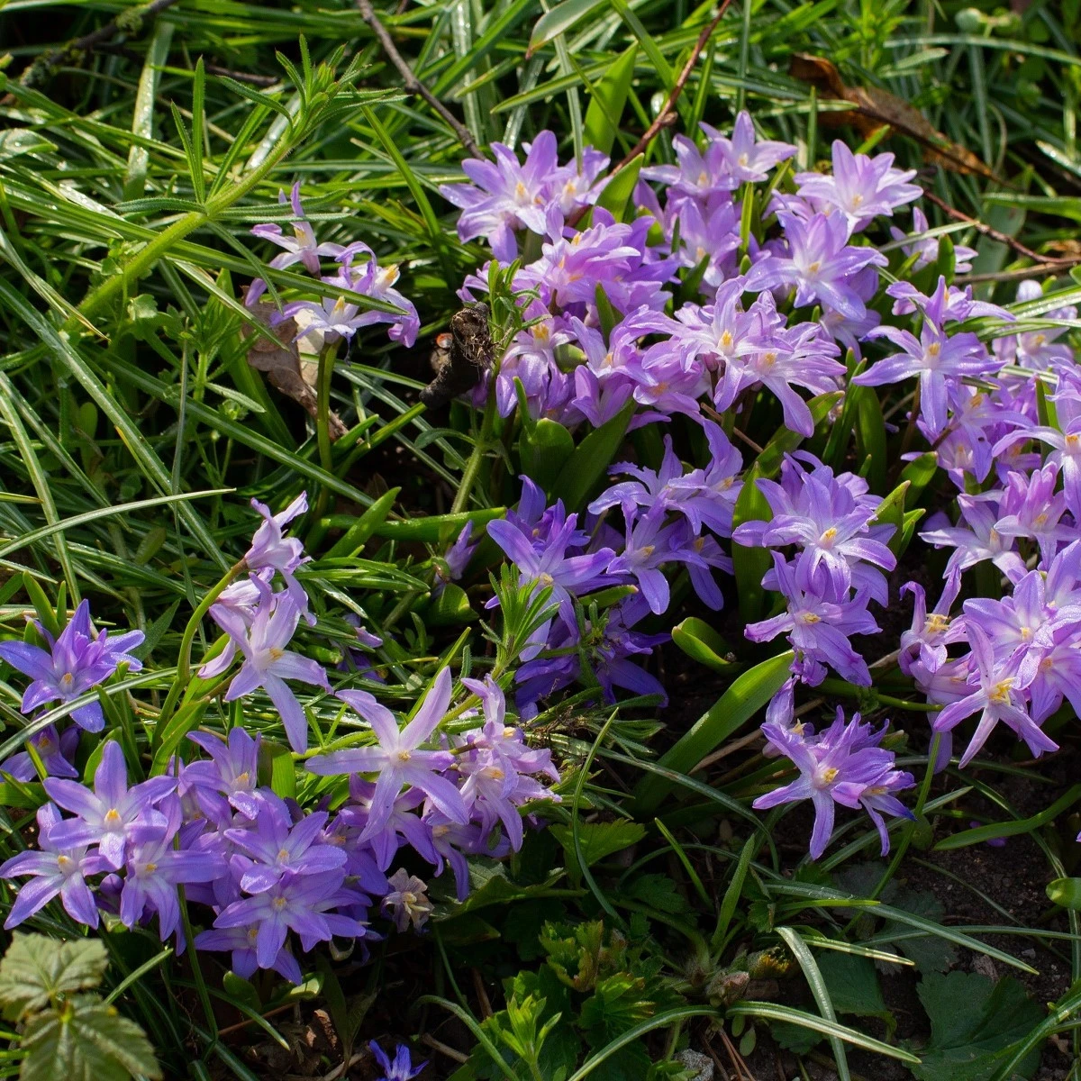 Ladonička Violet Beauty - Chionodoxa luciliae - cibule ladoničky - 5 ks