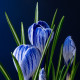 Krokus Sky Blue - Crocus vernus - hlízy krokusu - 3 ks