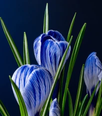 Krokus Sky Blue - Crocus vernus - hlízy krokusu - 3 ks