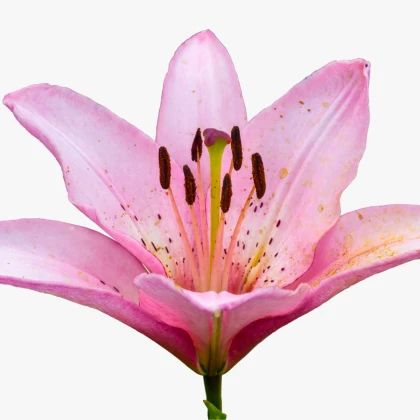 Lilie Pink Pixie - Lilium - cibule lilie - 1 ks