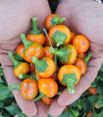 Chilli oranžové Korál - Capsicum annuum - semena chilli - 15 ks